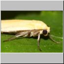 Eilema sororcula - Flechtenbaer 12mm 01b.jpg